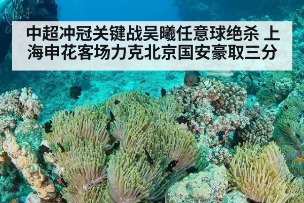 中超冲冠关键战吴曦任意球绝杀 上海申花客场力克北京国安豪取三分 | hth